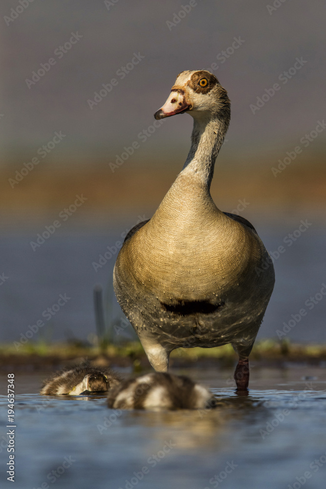 Fototapeta premium Egyptian goose with chicks in the water in Zimanga Game Reserve in South Africa