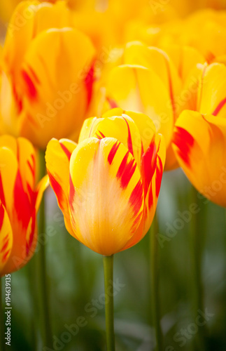 Olympic Flame  tulips blooming