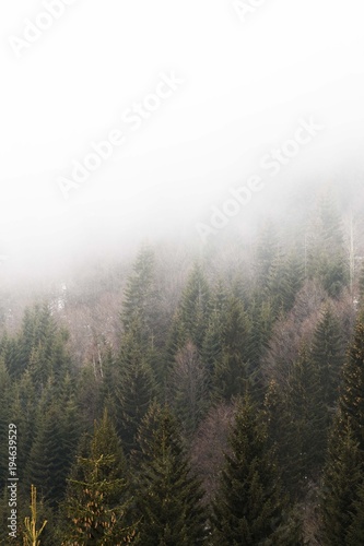 foggy forest trees landscape