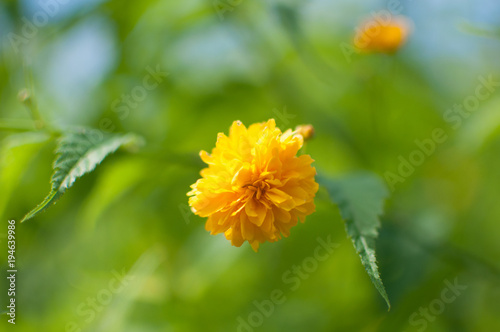 Bright golden yellow Keria Japan globeflower. On natural green background photo