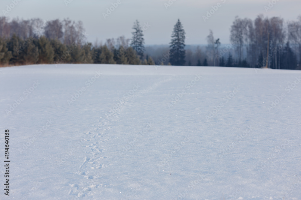 early, overcast, misty, cold winter morning, field and trees . Vintage effect.Winter landscape in the countryside, all covered with snow. Forest animals traces in the snow. early, overcast, misty, cold winter morning, field and trees . Vintage effect.Winter landscape in the countryside, all covered with snow. Forest animals traces in the snow.