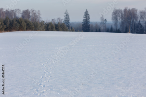 early, overcast, misty, cold winter morning, field and trees . Vintage effect.Winter landscape in the countryside, all covered with snow. Forest animals traces in the snow. © Dainis