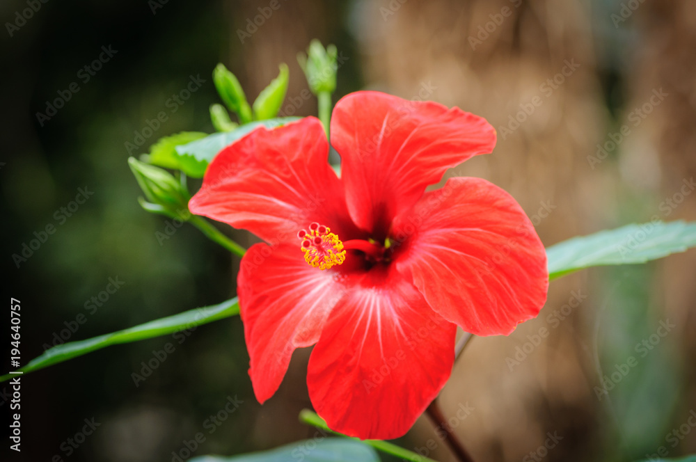 Red hibiscus flower on a natural background. Front view Red hibiscus flower on a natural background. Front view