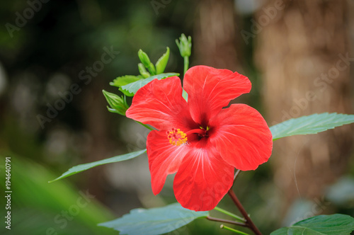 Red hibiscus flower on a natural background. Front view photo