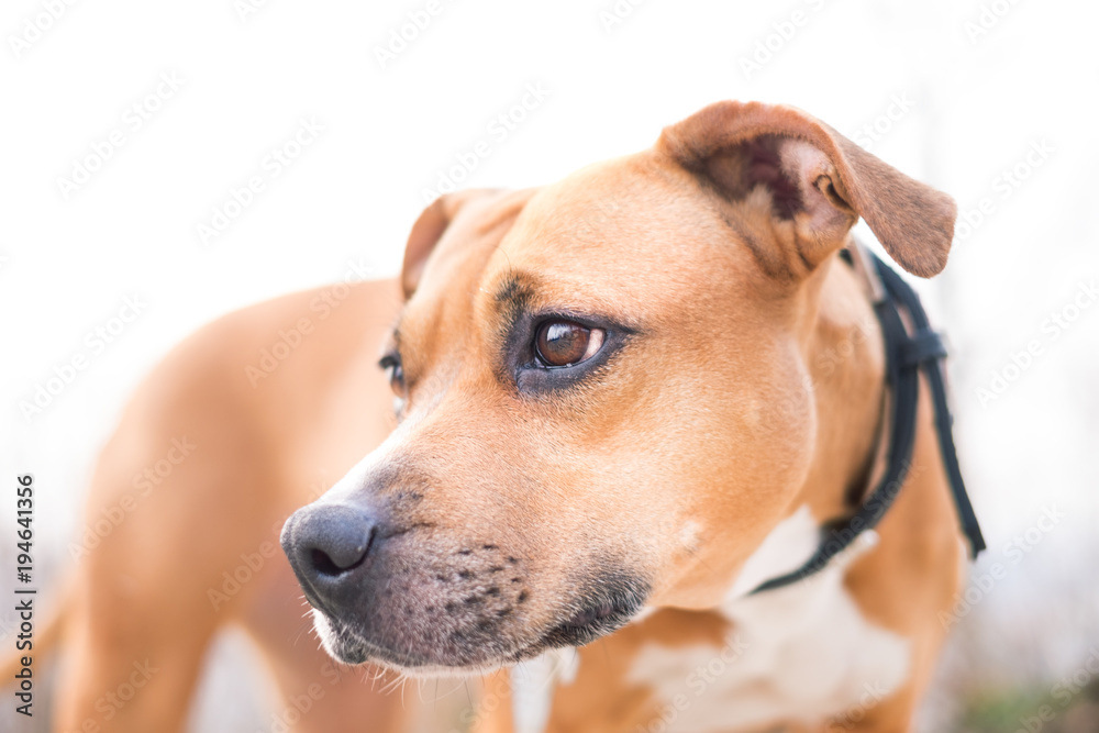 Young, beautiful, american staffordshire terrier with owner spend a day in the park and playing. Young, beautiful, american staffordshire terrier with owner spend a day in the park and playing.
