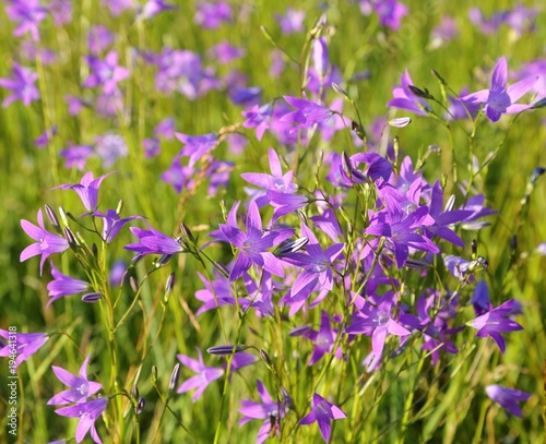 Campanula patula.