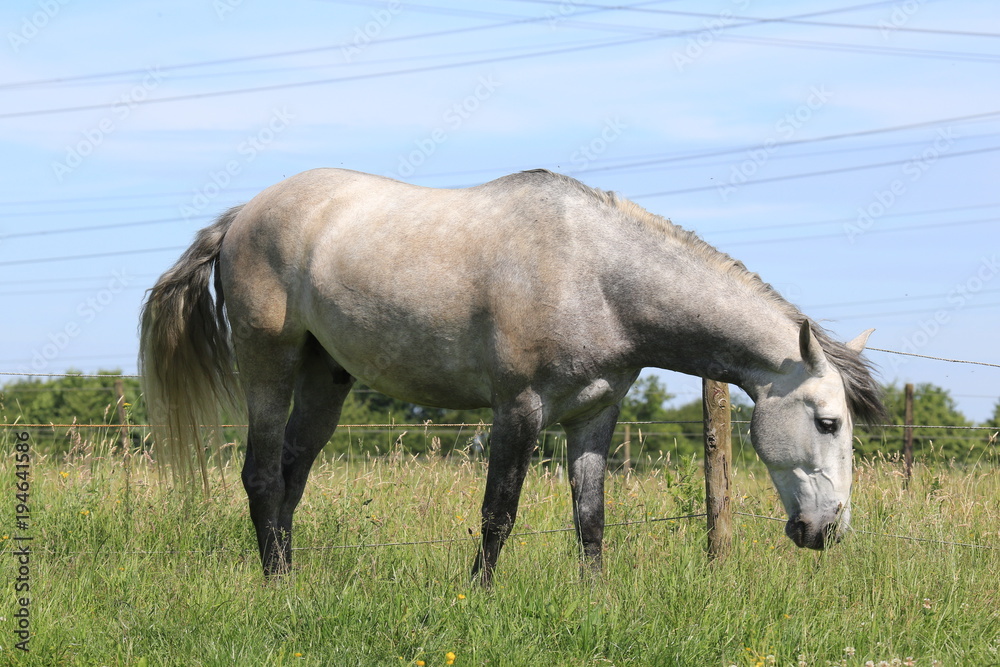 Pferd auf Weidefläche Pferd auf Weidefläche