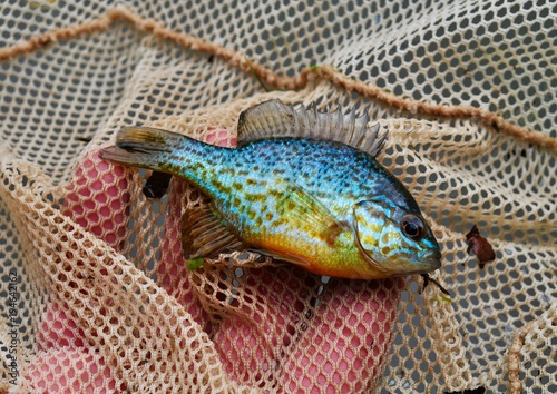 Colorful pumpkinseed sunfish in fishnet