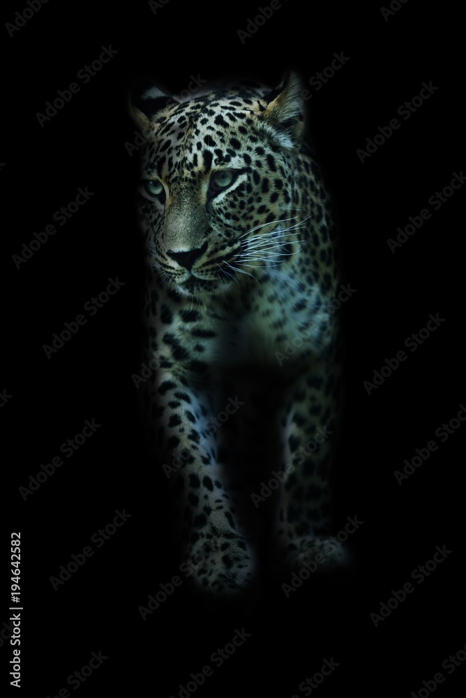 Naklejka premium Leopard on a black background