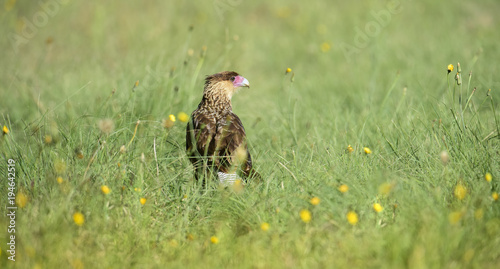 Southern Crested Caracara, Patagonia , Argentina