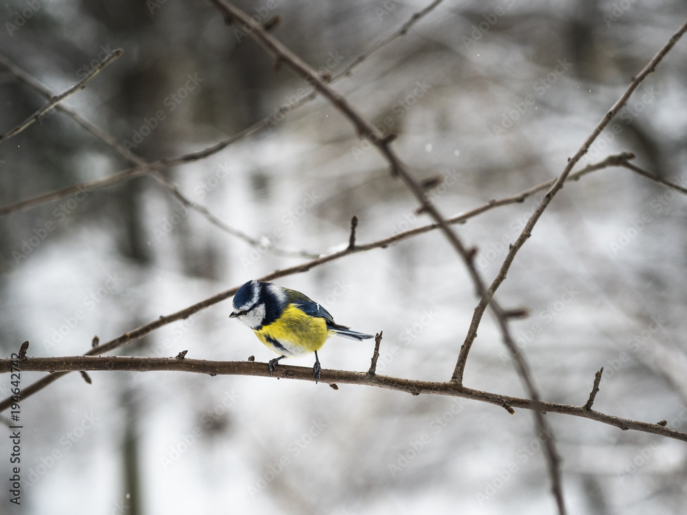 Naklejka premium Beautiful Eurasian blue tit sitting on a branch in public park in Lviv, Ukraine