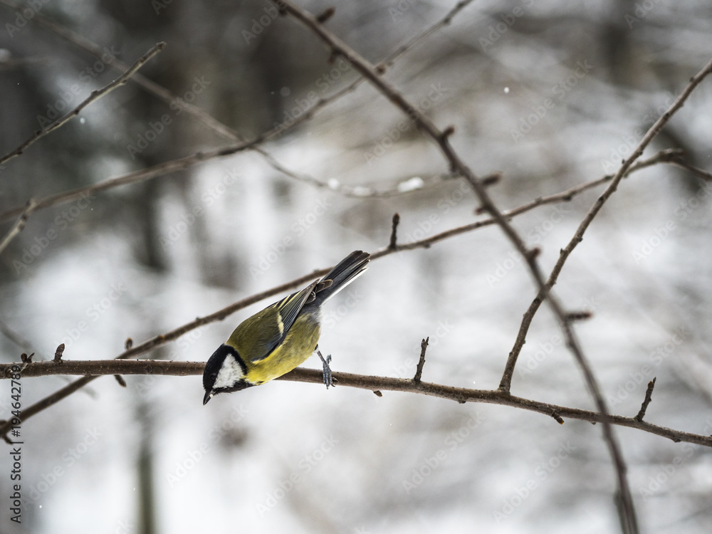 Beautiful Great tit taking off from a branch in a park in Lviv, Ukraine Beautiful Great tit taking off from a branch in a park in Lviv, Ukraine