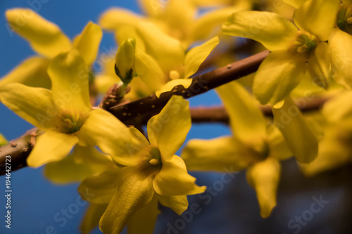 yellow spring flowers on a dark background