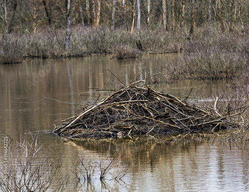 Beaver lodge in lake