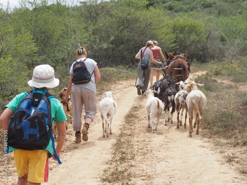 Spaziergang mit Esel und Schafe