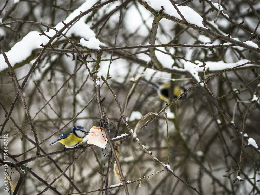 Naklejka premium Beautiful Eurasian blue tit eating in public park in Lviv, Ukraine