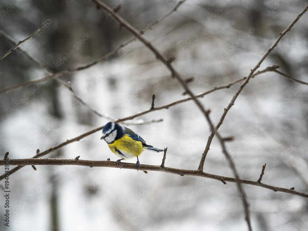 Beautiful Eurasian blue tit sitting on a branch in a park in Lviv, Ukraine Beautiful Eurasian blue tit sitting on a branch in a park in Lviv, Ukraine