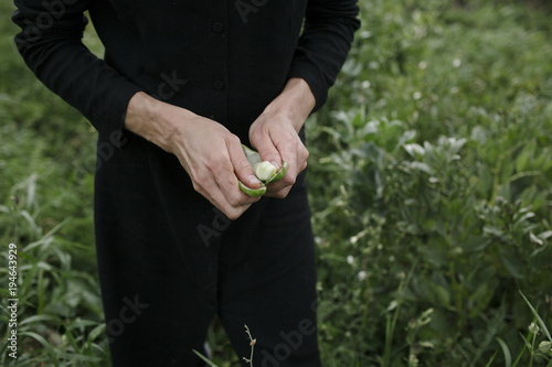 harvest photo