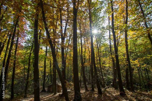 Beautiful autumn forest in sunny day © serejkakovalev