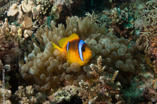 Clown Fish 