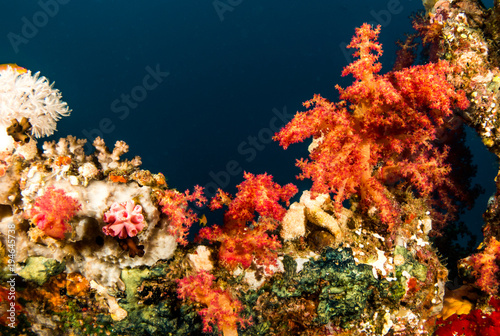 Fototapeta Naklejka Na Ścianę i Meble -  Orange Soft Coral