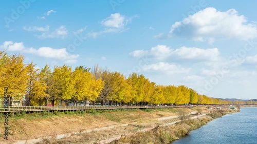 Time lapse Ginkgo treeline and Cloudy Sky