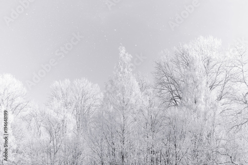 Photography High key winter forest