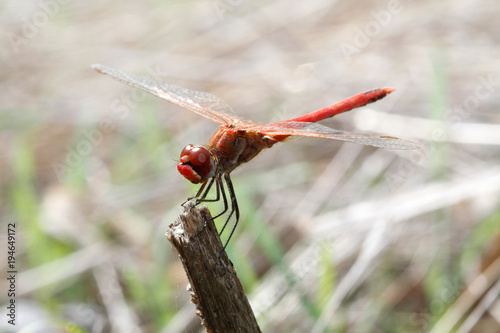 Red dragonfly standing on a dry stem