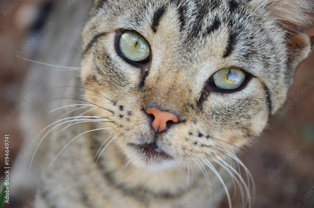 Katze Katze