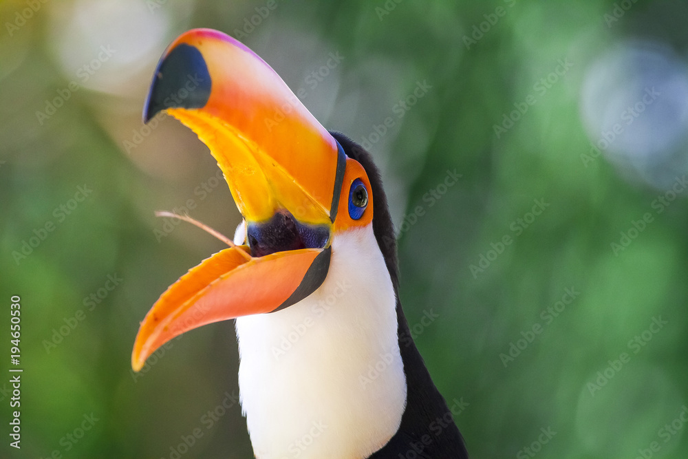 Naklejka premium tucano tucanaçu ave do Brasil