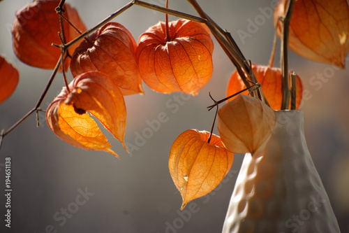 Red orange dry physalis alkekengi lanterns photo