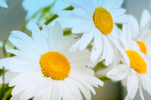 white daisies background closeup