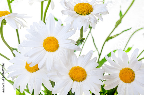 white daisies background closeup