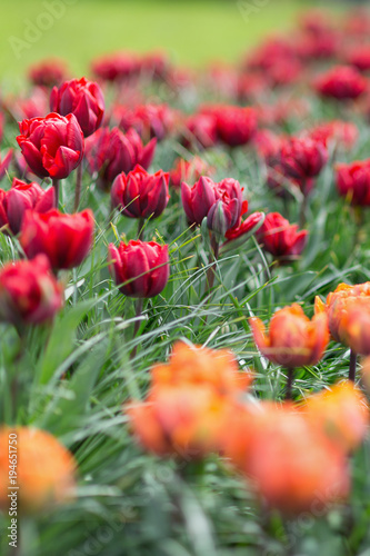Beautiful award-winning Red Princess and Orange Princess tulips in the garden. Selective focus. The concept of gardening and landscape design. Selective focus.