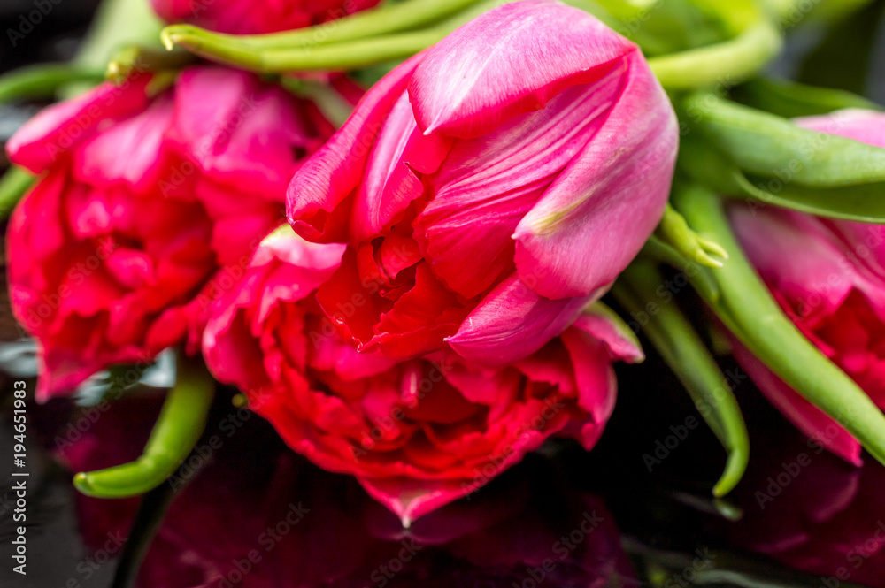 Close up of red tulips on black background. Close up of red tulips on black background.