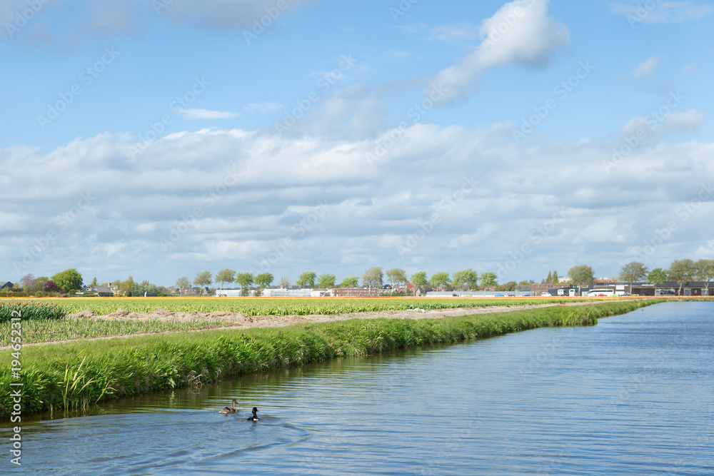 Blooming flower fields near the canal of dutch countryside. Houses in the background. Blooming flower fields near the canal of dutch countryside. Houses in the background.