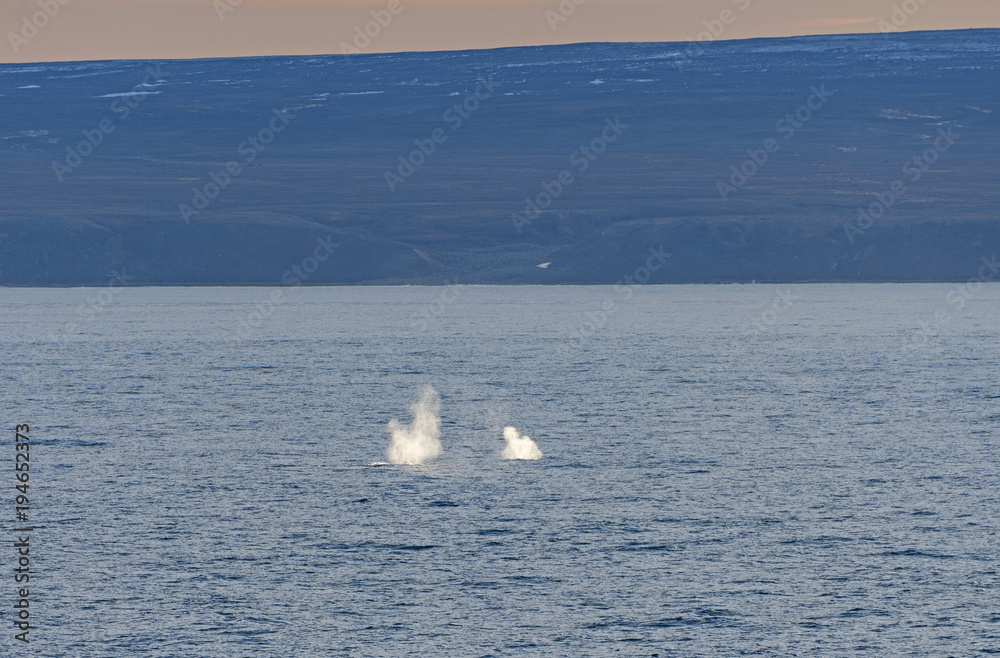 Fototapeta premium Bowhead Whale Spouts in the Arctic