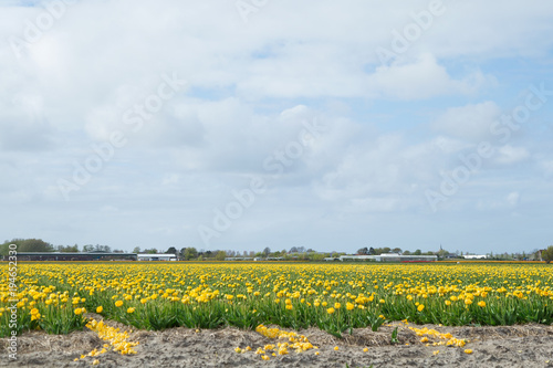Blooming flower fields of yellow tulips near the canal of dutch countryside. photo