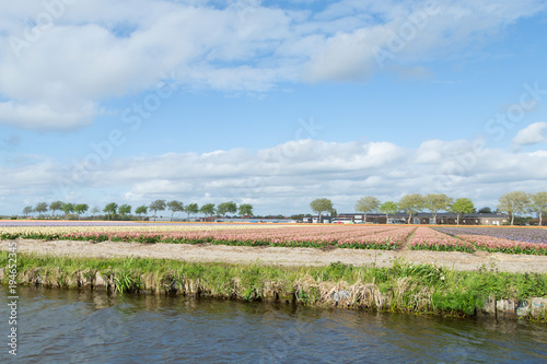 Blooming flower fields of white, blue and pink hyacinths near the canal in the dutch countryside. photo