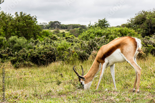 Fototapeta Naklejka Na Ścianę i Meble -  Gazelle Feeding On Grass In Eastern Cape South Africa