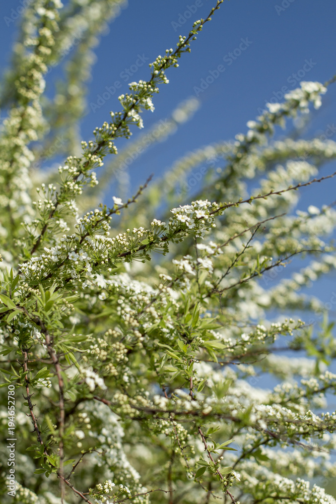 flowering tree