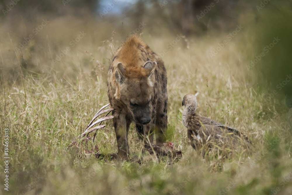 Hyena eating, Africa Stock Photo Biology Diagrams