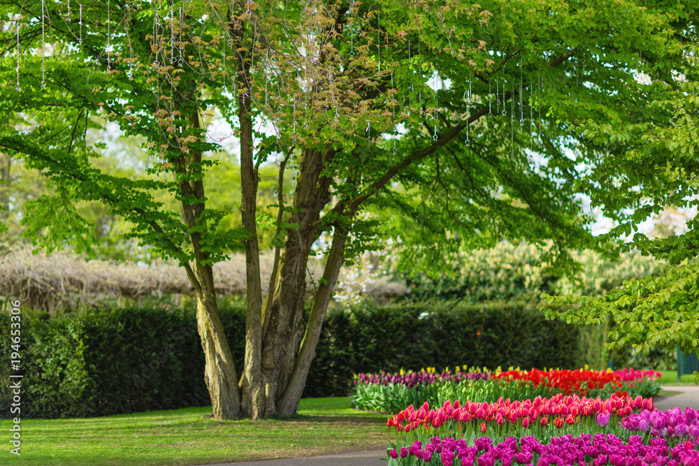 LISSE, NETHERLANDS - April 22, 2017: Tree with an engagement rings hanging on a ribbons surrounded by tulips in the flower park Keukenhof during the spring time. Selective focus. Spring concept.