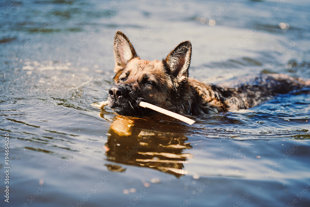 The German Shepherd swims in the water with a stick in his teeth. The German Shepherd swims in the water with a stick in his teeth.