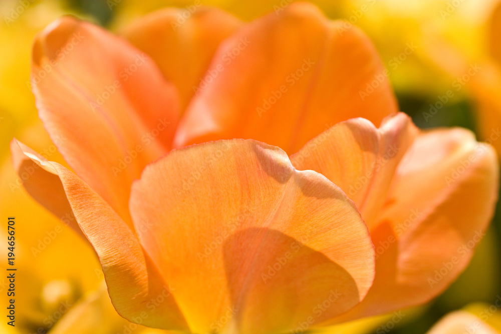 Peach Tulip I