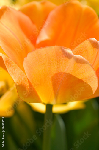 Wallpaper Mural Peach Tulip II Torontodigital.ca