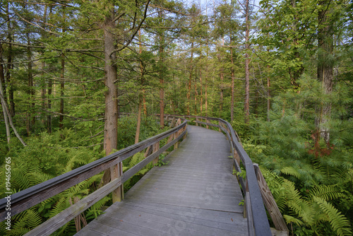 USA, New York State. The boardwalk that winds through the wetlands of Labrador Pond photo