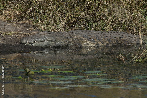 Nile cocodrile