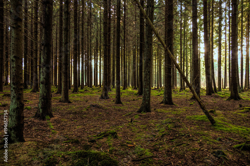 Trädstammar i skuggig granskog en solig dag © Björn Kristersson