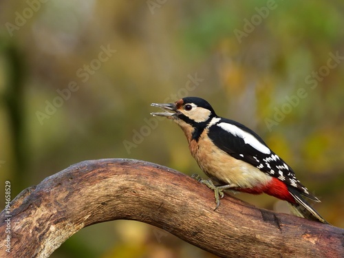 The great spotted woodpecker (Dendrocopos major) sitting on a limb © Hubert Schwarz